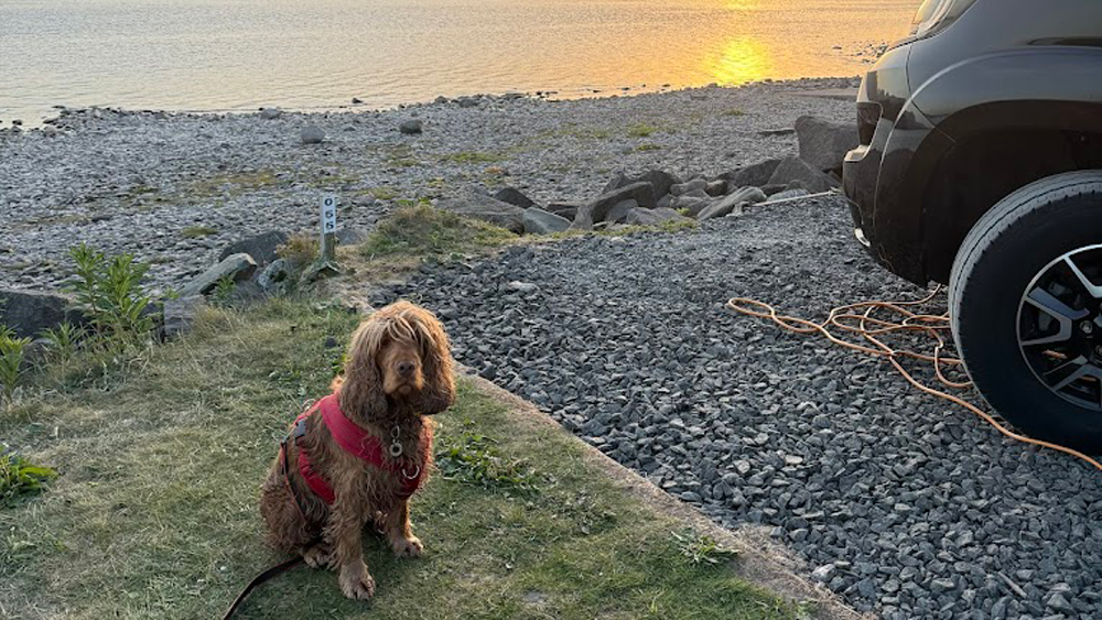 The Best Dog-Friendly Campsites in Yorkshire